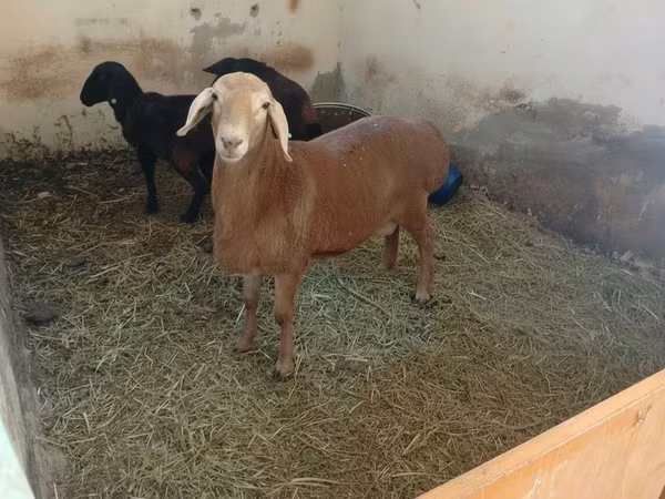 Қошқар, Arashan sheep — Қырғызстан