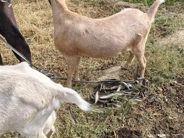 عنزة, Saanen goat