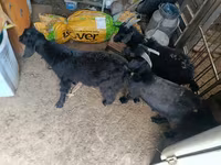 Cabro, Cabras — foto 4