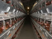 Premixuri pentru păsări şi animale / Премиксы для птиц и животных — الصورة 2