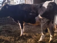 Cow, Holstein breed — photo 1