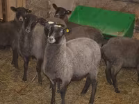 Carnero, Romanov sheep — foto 1