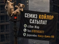 كبش, Rhon sheep — الصورة 1