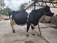 गाय, हेरफोर्ड — फ़ोटो 2