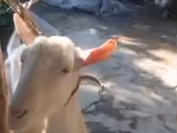 Cabro, Saanen goat