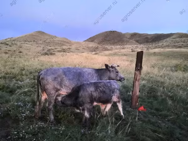 Kuh, Simmental cattle