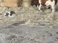 Toro, Men-anju — foto 3