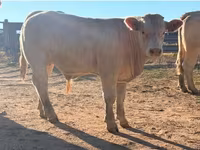 Бұқа, Charolais cattle — 5-сурет
