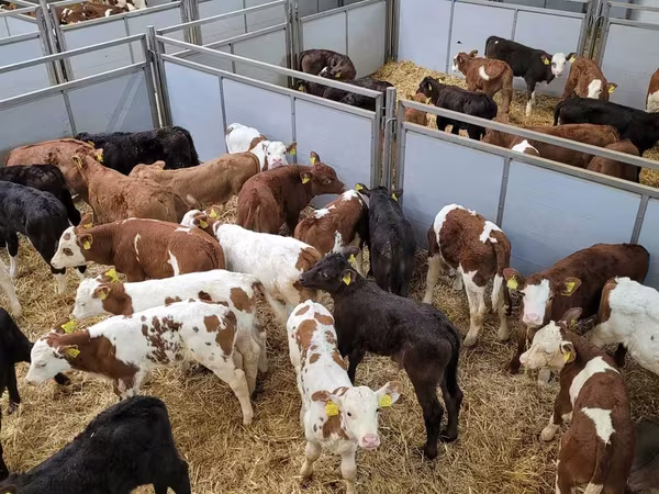 公牛, Cattle