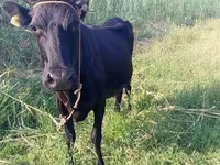 Cow, Cattle — photo 5