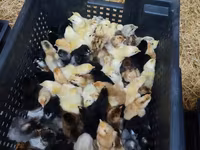 Chickens — 2-сурет