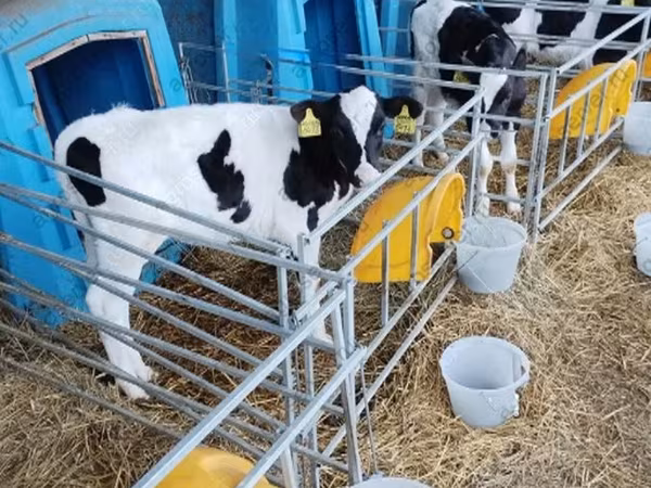 Bull, Cattle
