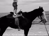 Бие, American paint horse — 3-сурет