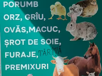 Nutrețuri și cereale,porumb uscat.ne aflăm la Edineț.posibel livrare. — फ़ोटो 1