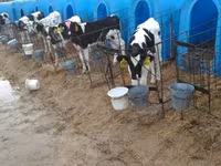 Bull, Holstein breed — photo 3