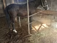 Бие, Friesian sport horse — 4-сурет