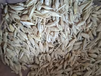 Продаю ячмень,пшеницу в мешках — Foto 1