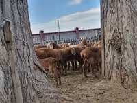 Carnero, Arashan sheep — foto 1