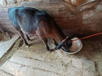 母牛, Swiss cattle — 照片 6
