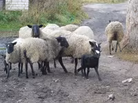 Schaf, Romanov sheep — Foto 7