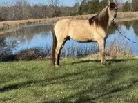 حصان, Rocky Mountain Horse — الصورة 2