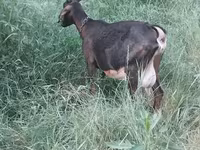 母山羊, Nubian Goat — 照片 4