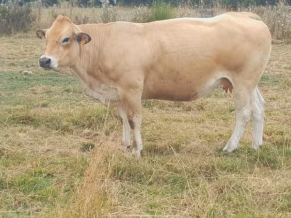 Kuh, Partenaise cattle