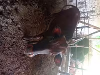 Cow, Cattle — photo 1