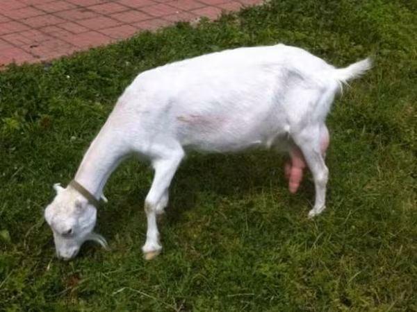 母山羊, Saanen goat
