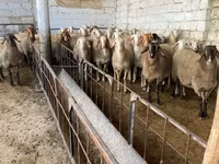 भेड़, Awassi sheep — फ़ोटो 2