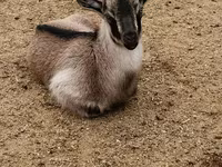 Billy Goat, Goats — photo 2