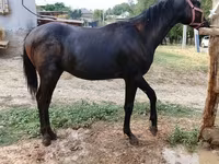 Caballo, Caballos — foto 3