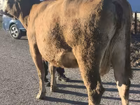 Сиыр, Simmental cattle — 4-сурет