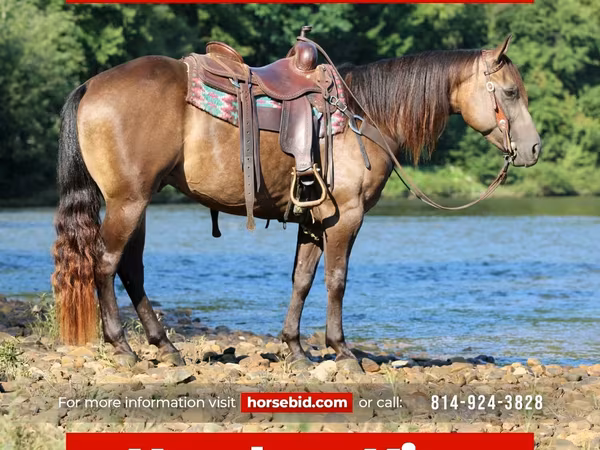 Hengst, Quarter Horse