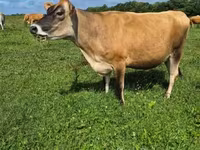 गाय, जर्सी नस्ल — फ़ोटो 5