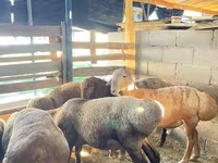 Widder, Rhon sheep — Foto 7