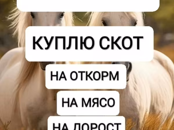 Конь, Лошади