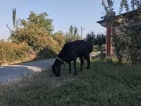 Қошқар, Red Karaman sheep — 2-сурет