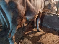 Cow, Swiss cattle — photo 3