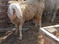كبش, Assaf sheep — الصورة 4