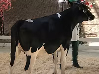 Cow, Danish Red Cow — photo 6
