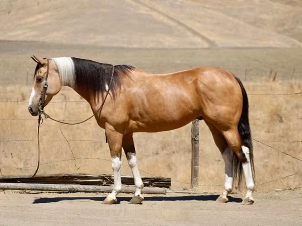 Бие, Quarter Horse