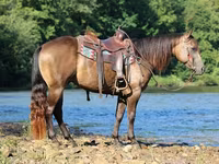 Hengst, Quarter Horse — Foto 6