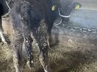 Bull, Swiss cattle — photo 5