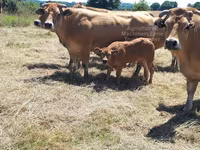 Vaca, Raza de vaca — foto 5