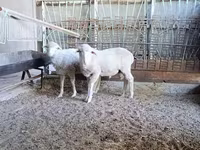 Қошқар, Baerchuke sheep — 2-сурет