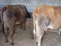 Cow, Cattle — photo 2