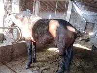 Horse (M), Horses — photo 1