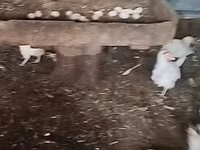 Chickens — 3-сурет