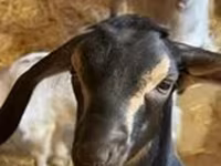 Ziege, Nubian Goat — Foto 4